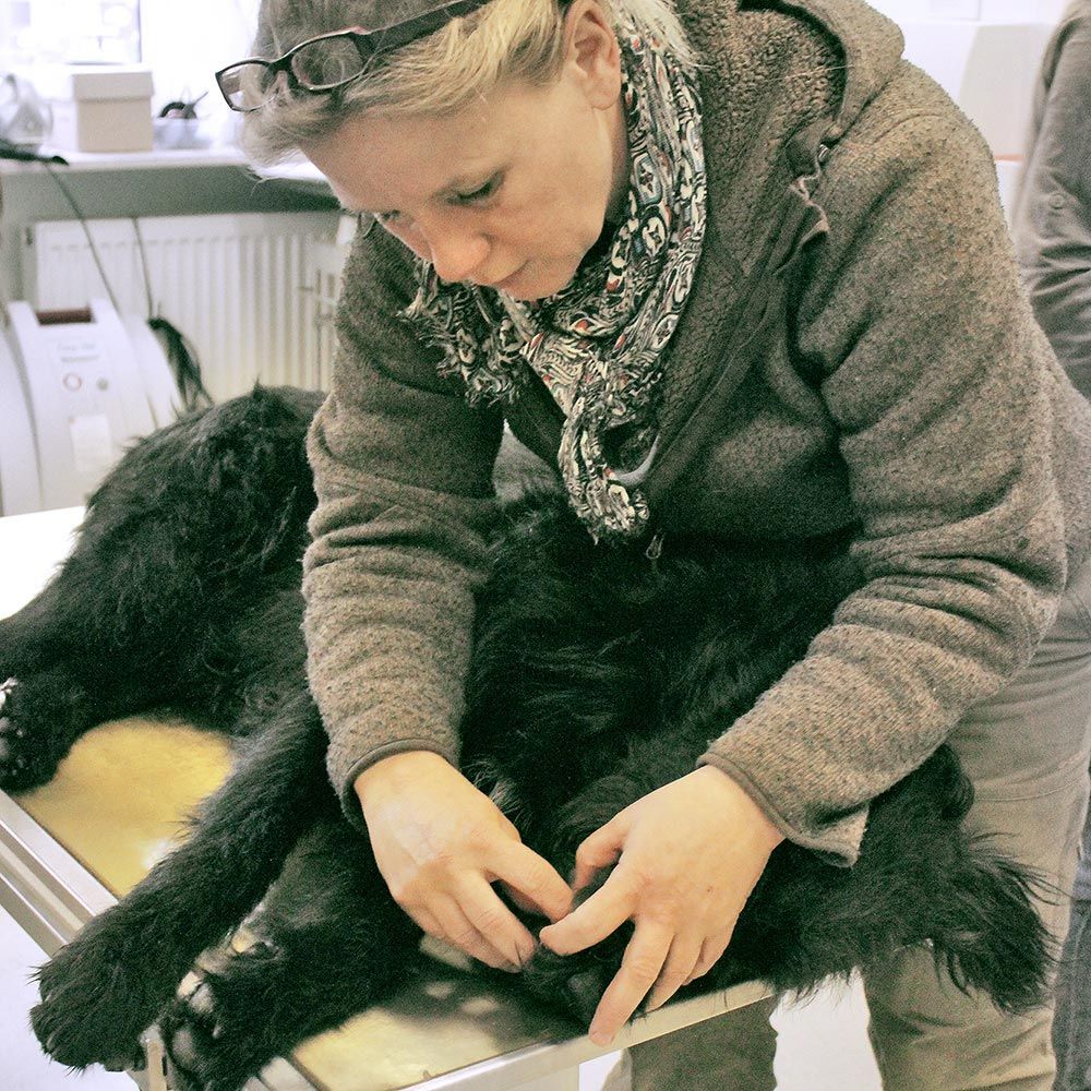 Tierärztin Plasa-Rost behandelt Hund