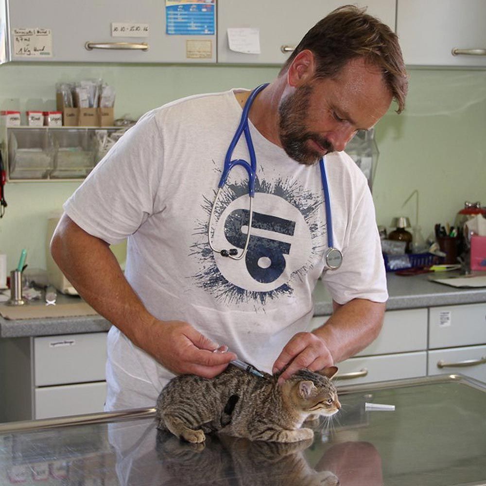 Tierarzt Markus Rost behandelt Katze