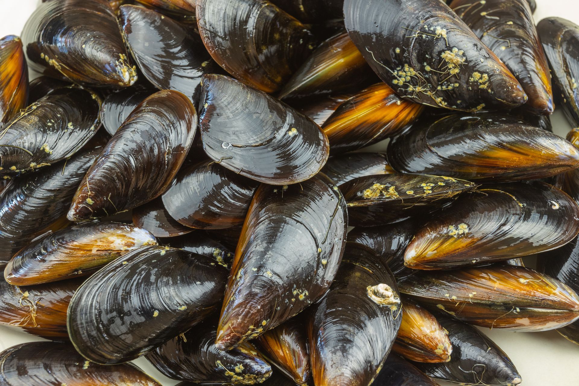 Gros plan sur des moules noires brillantes empilées les unes sur les autres.