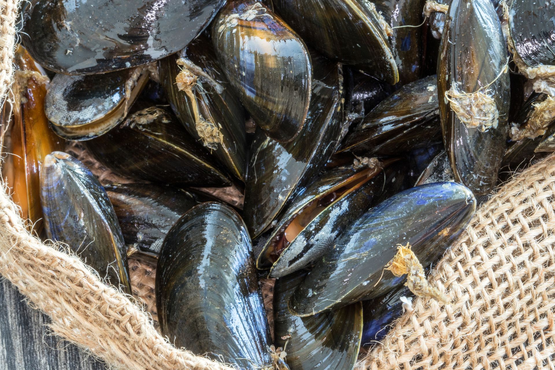 Moules dans un filet.