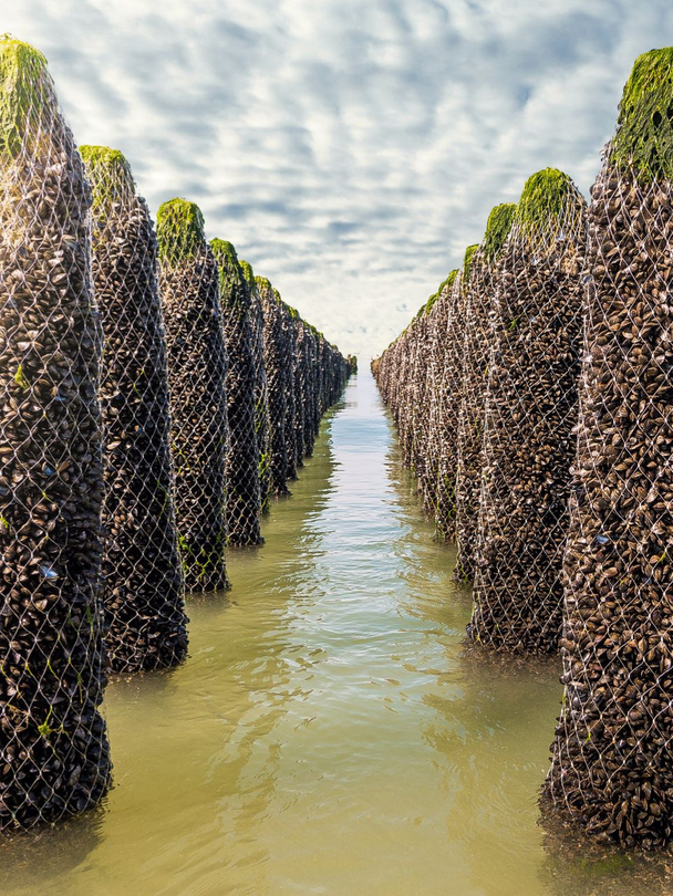 Gros plan sur des moules empilées, à coquilles brillantes et taches blanches de balanes.