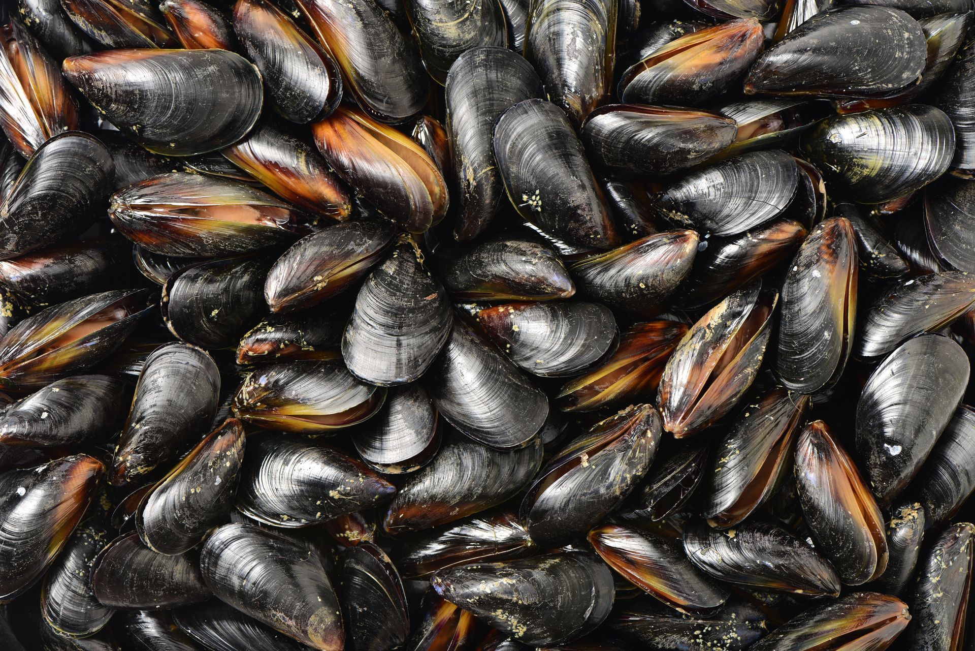Gros plan sur des coquilles de moules noir et orange brillantes empilées les unes sur les autres.