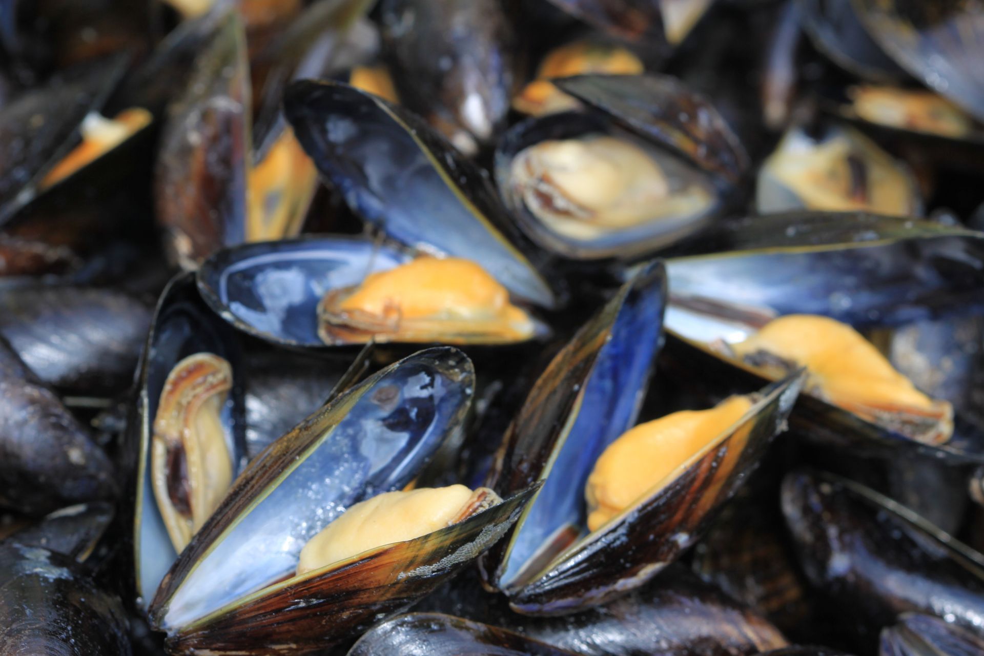 Gros plan sur des moules cuites à la chair orange et à la coquille foncée.