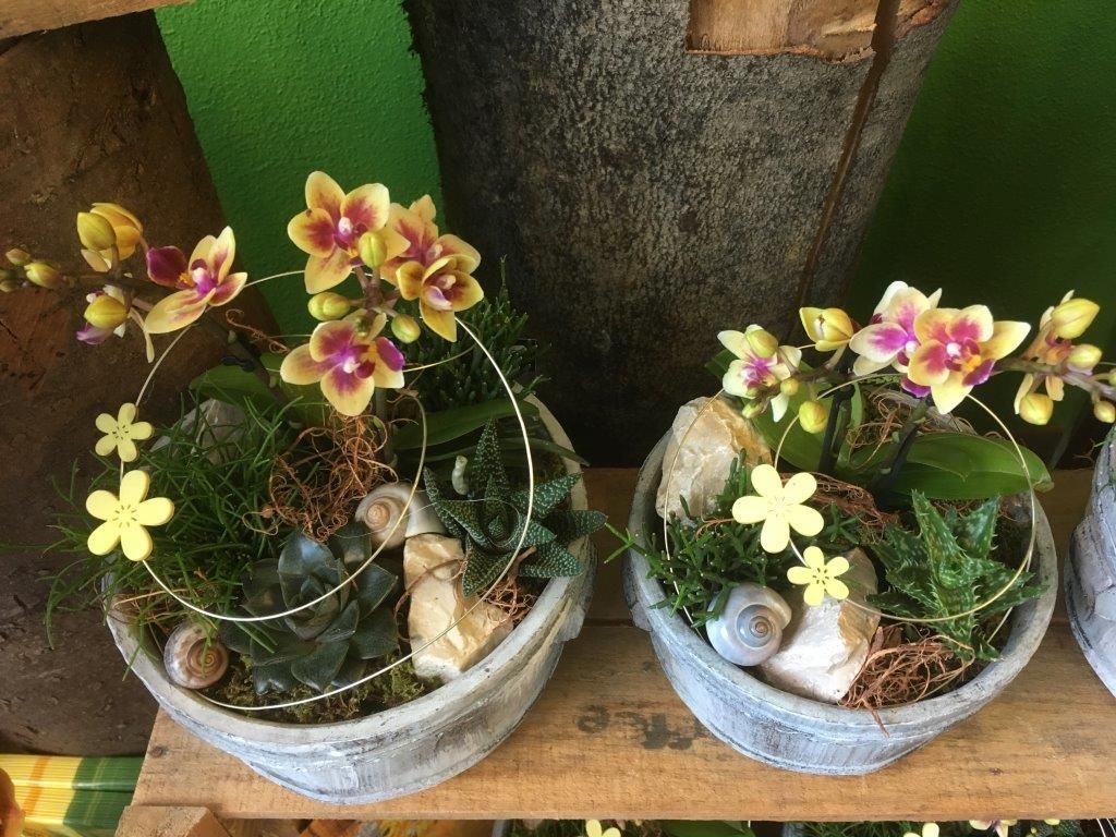 pflanzen - riedland.ch in Tuggen