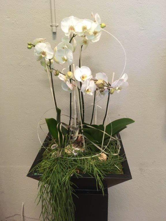 pflanzen - riedland.ch in Tuggen