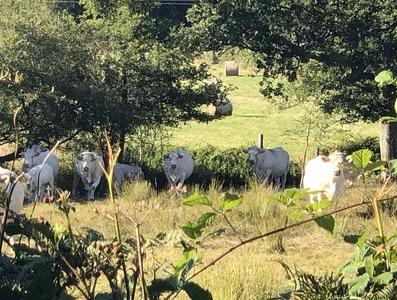 Terrain d'élevage assaini