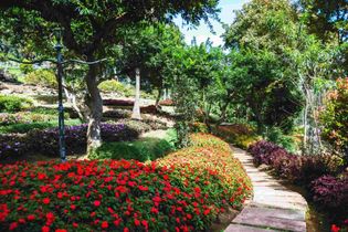 Sendero colorido en el jardín con flores rojas, árboles verdes y arbustos cuidadosamente podados.