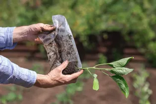 Manos sosteniendo una bolsa de plástico con tierra junto a una pequeña plántula verde al aire libre.
