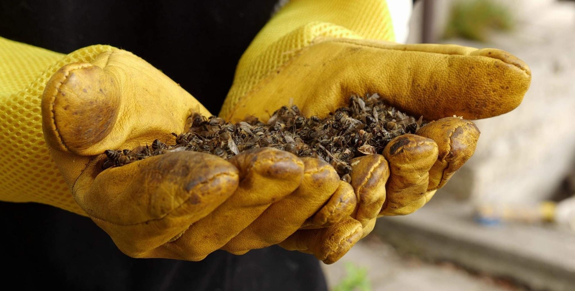 Manos enguantadas de amarillo sosteniendo un montón de tierra y compost al aire libre.