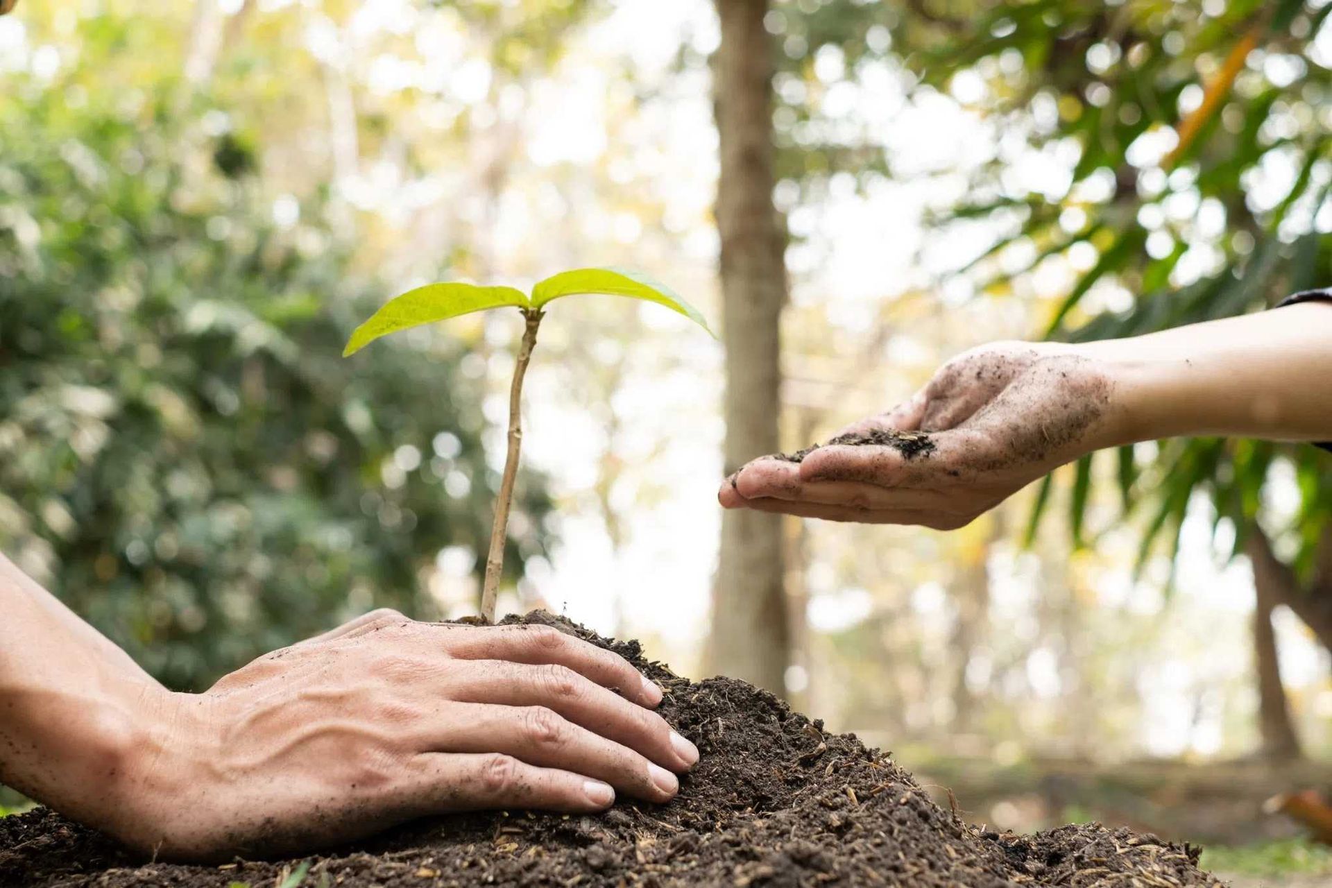 Manos plantando un joven retoño en tierra al aire libre con un jardín desenfocado de fondo.