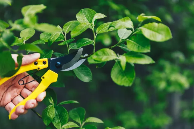 Cortar las hojas verdes de las plantas al aire libre con tijeras de podar amarillas a mano.