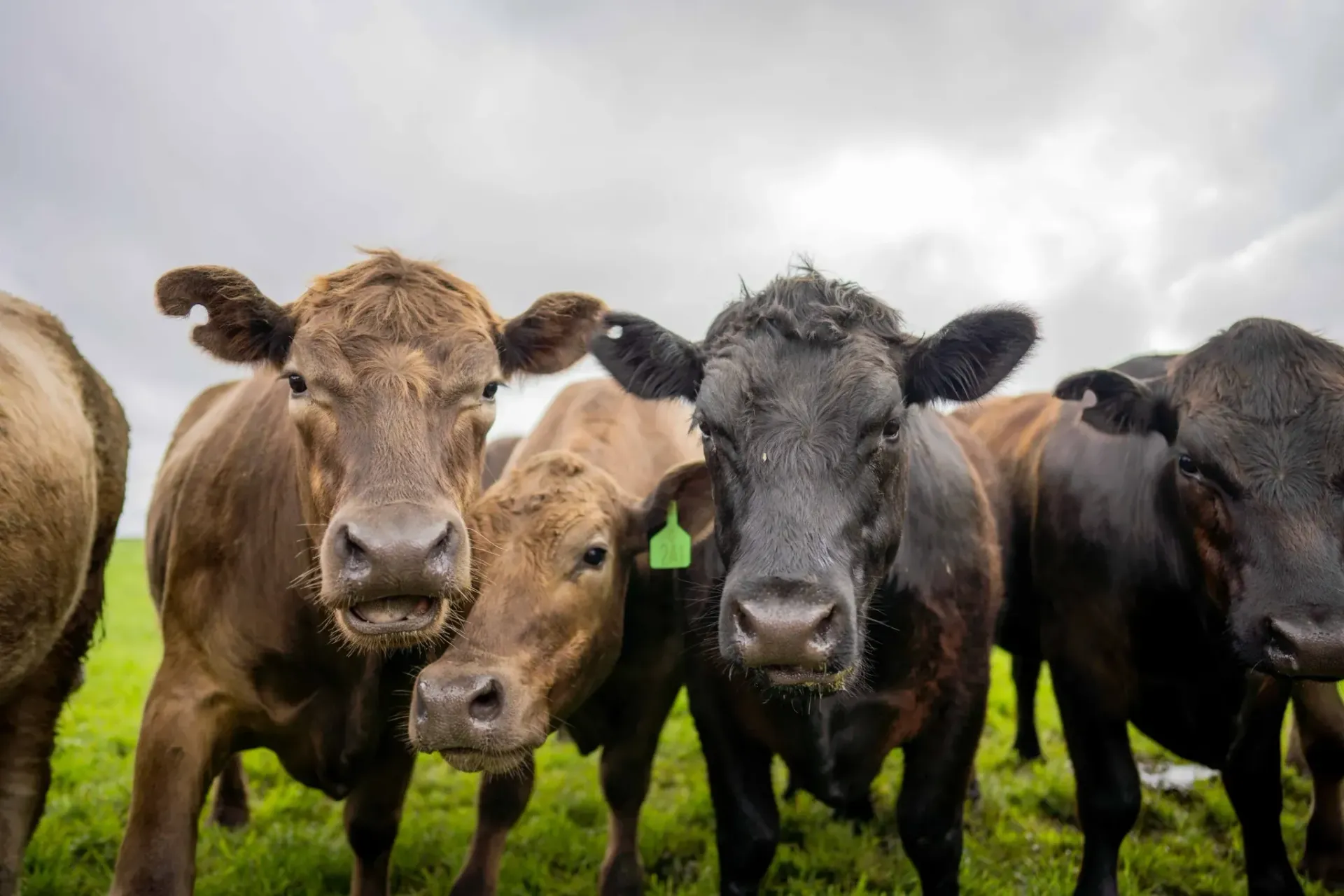 Vacas en un campo, primer plano. Varias vacas marrones y negras miran a la cámara. Cielo nublado.
