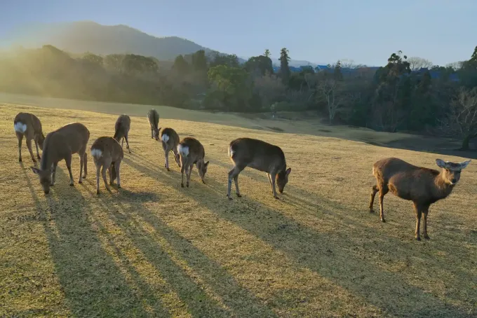 Ciervos pastando en un campo dorado con montañas al fondo durante la puesta de sol.