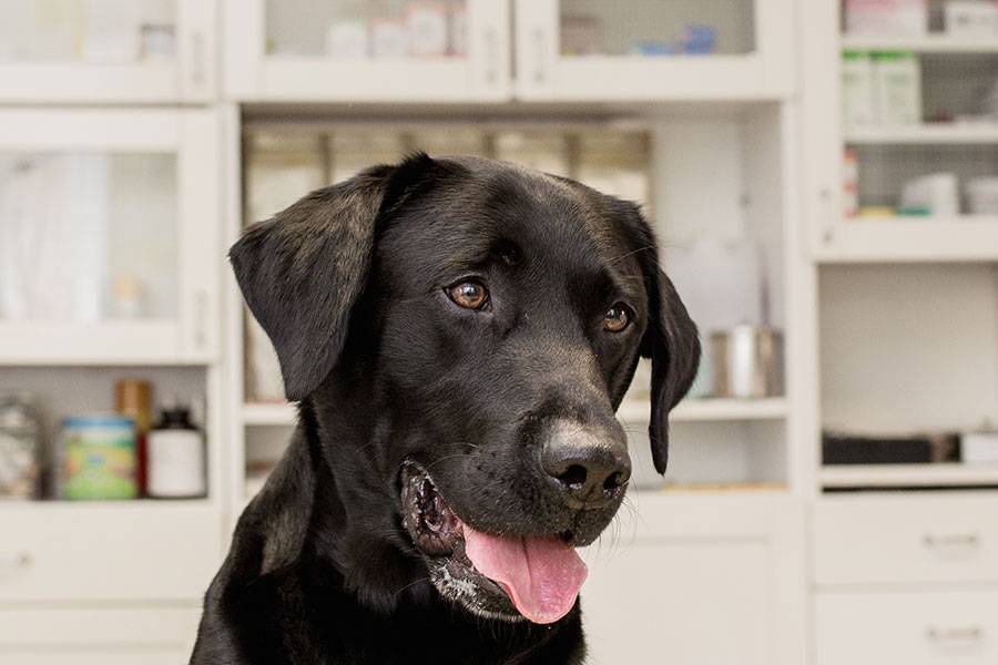 Hunde in Tierarzt Praxis