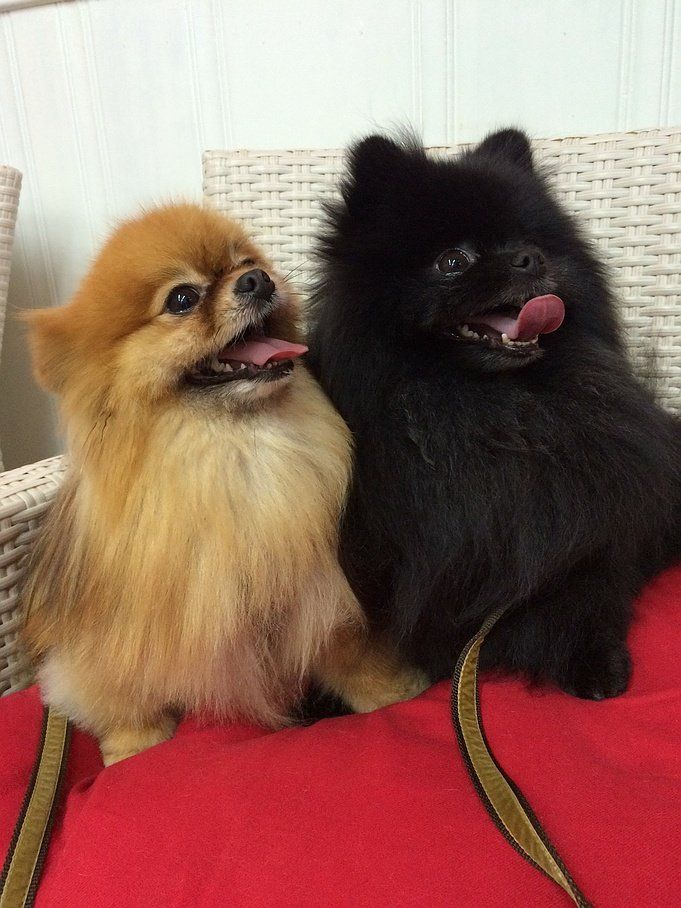 Toilettage de petits chiens