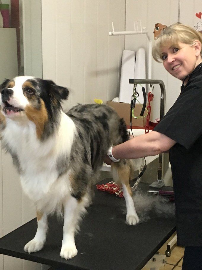 Toilettage de toutes races de chien