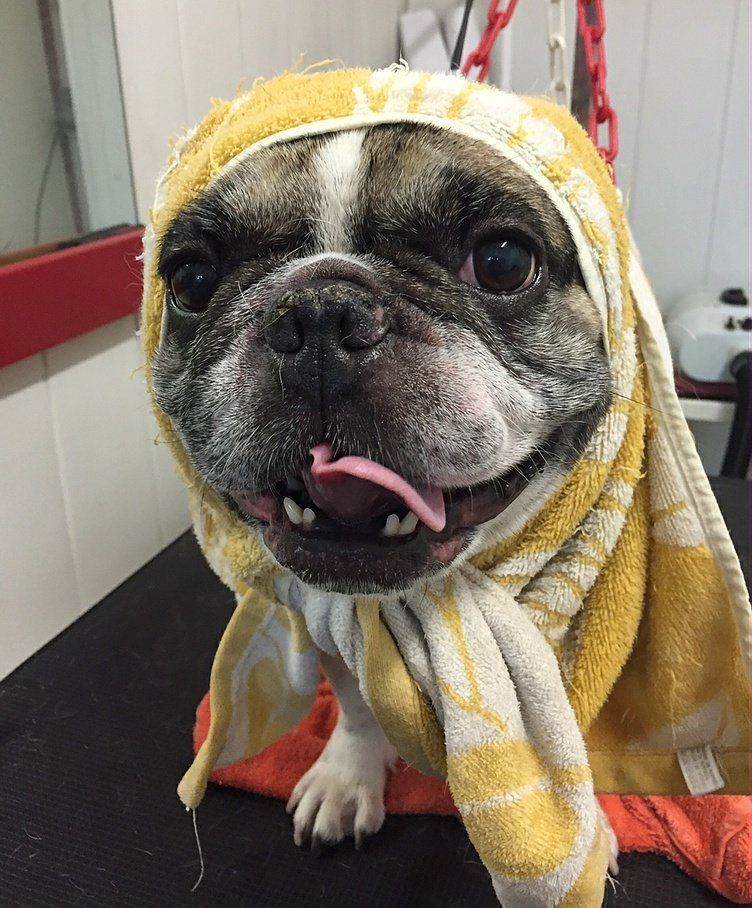 Petit chien dans sa serviette