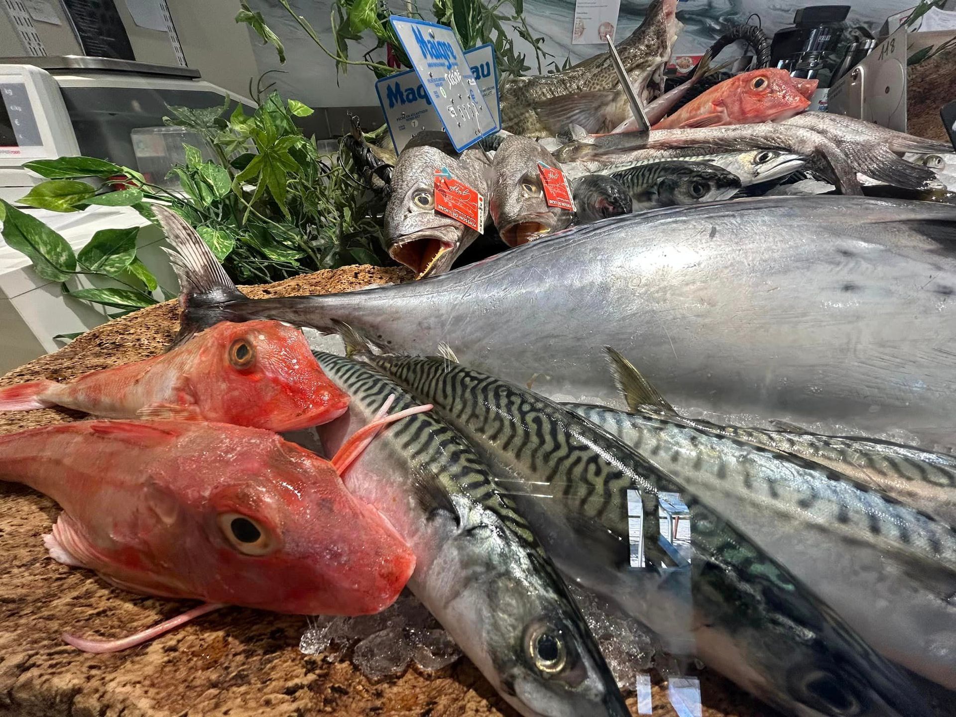 Poissons frais de saison