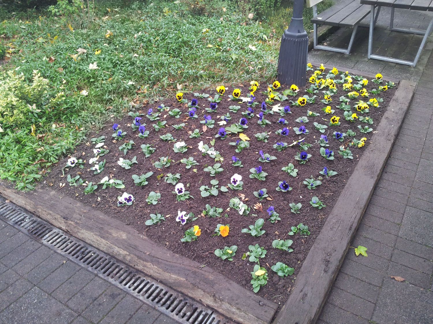 Bepflanzungen - Wüthrich Gartenbau in Hausen