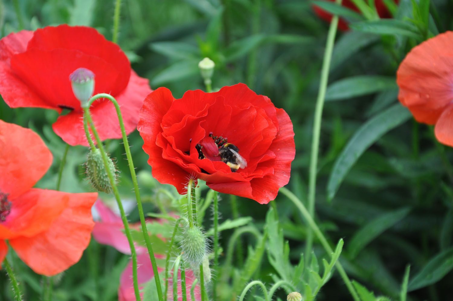 Gartenerneuerung - Wüthrich Gartenbau in Hausen