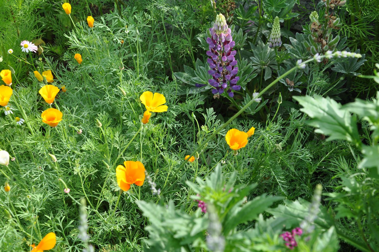 Gartenerneuerung - Wüthrich Gartenbau in Hausen