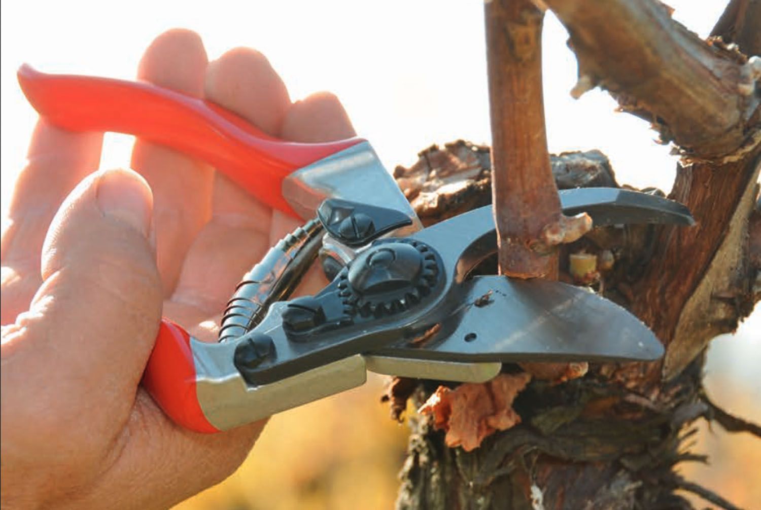 Hecken scheniden- Wüthrich Gartenbau in Hausen
