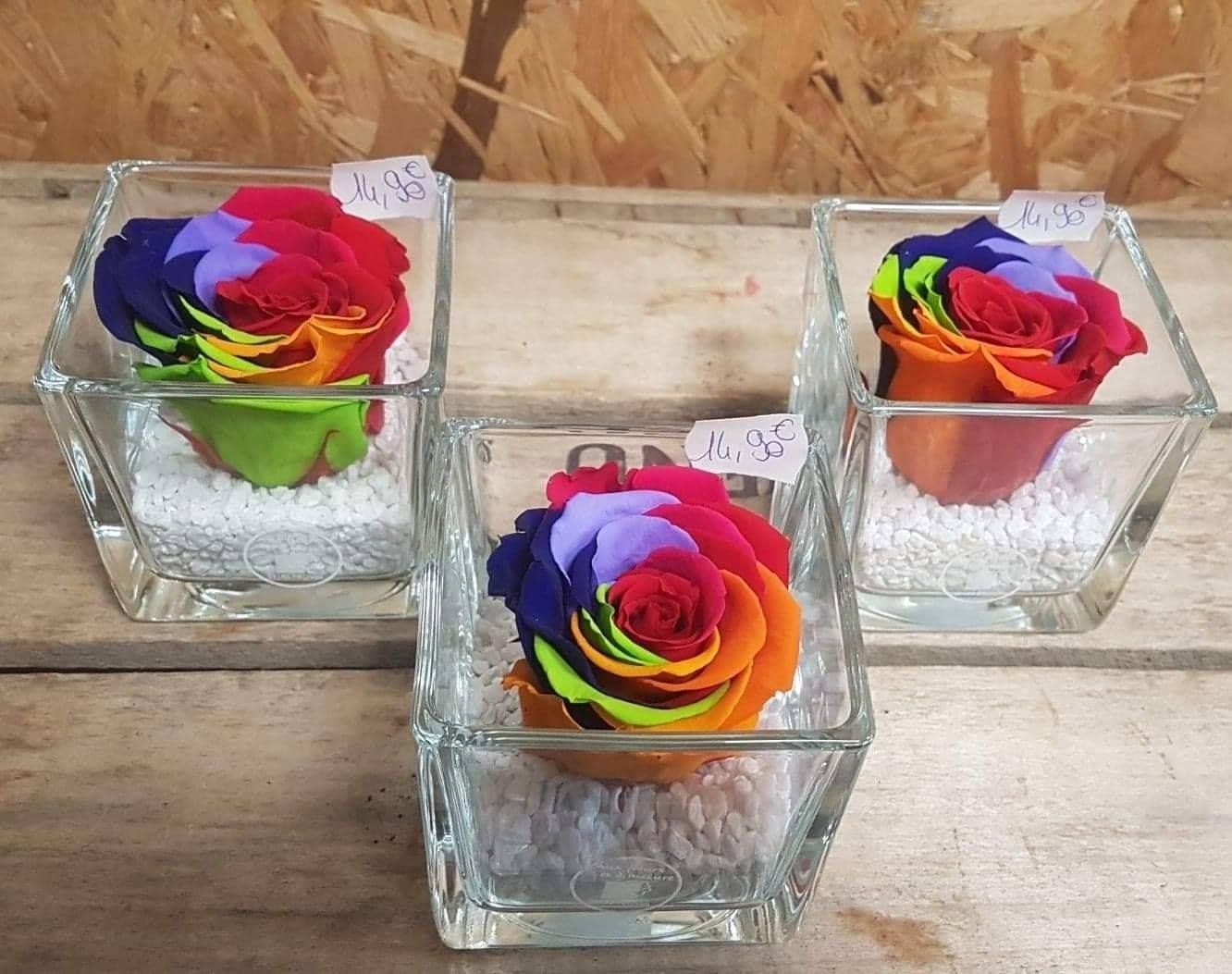 Roses éternelles multicolores