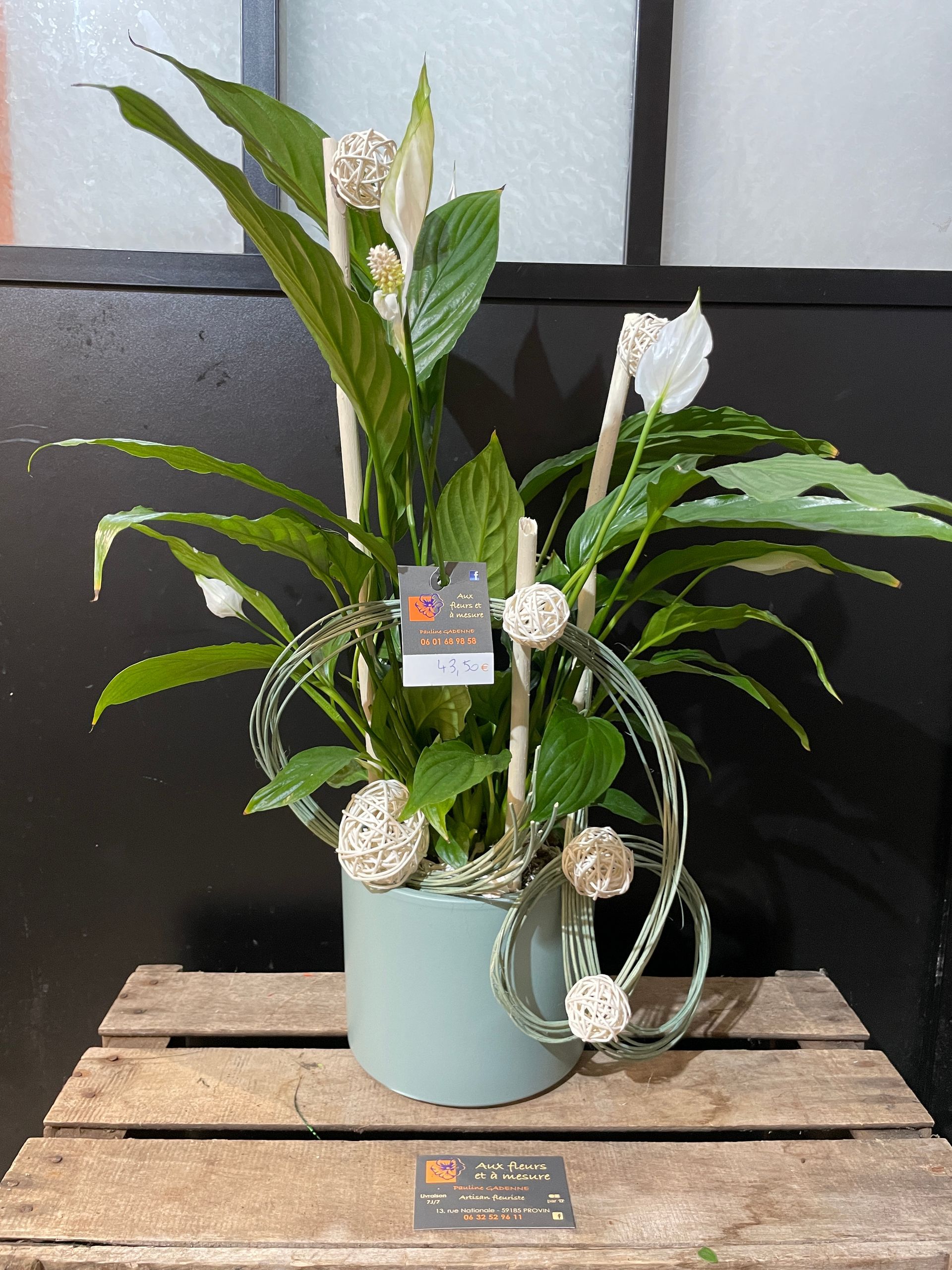 Plantes fleuries - Spatiphillium