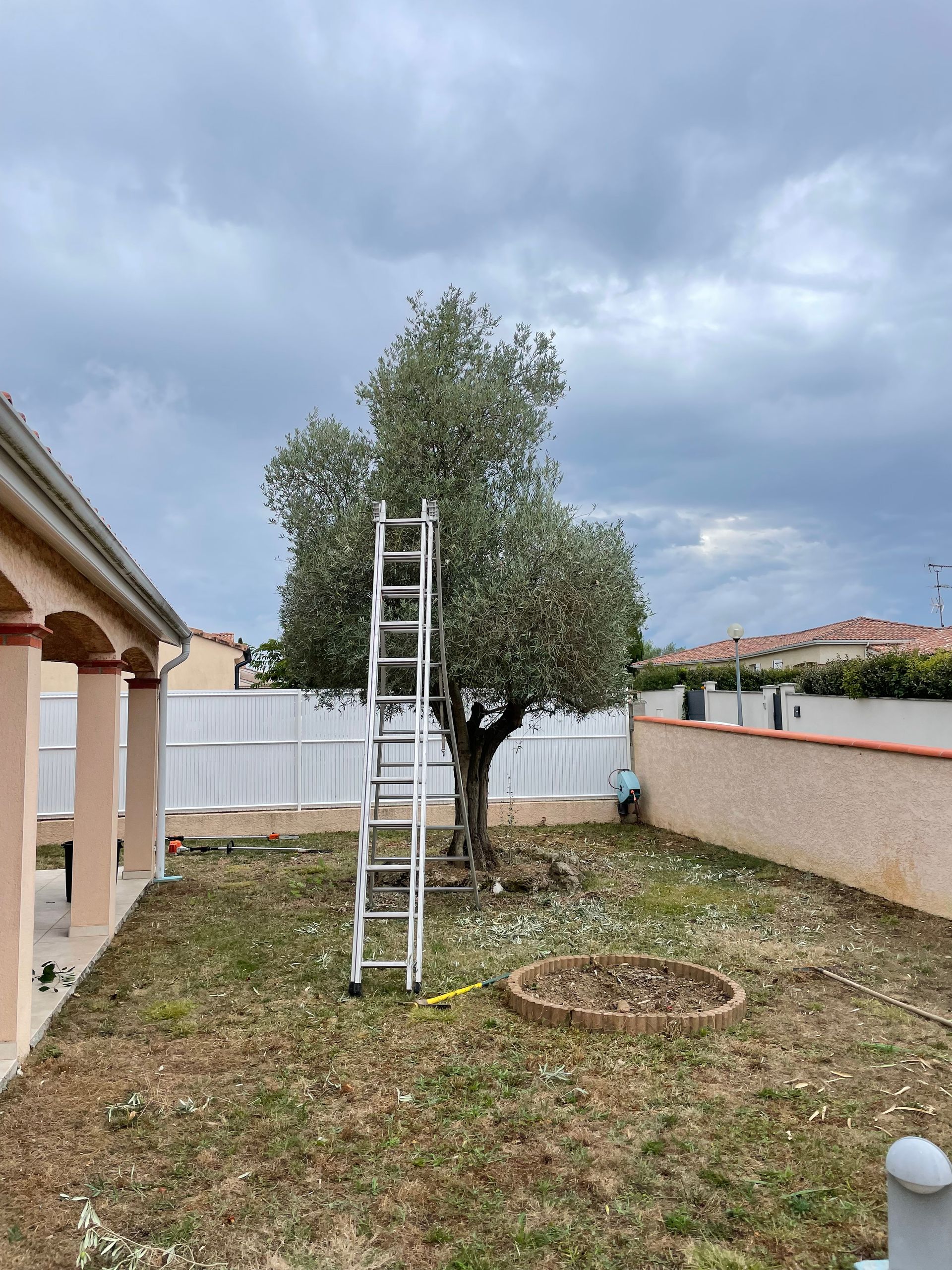 Olivier avant l'élagage.