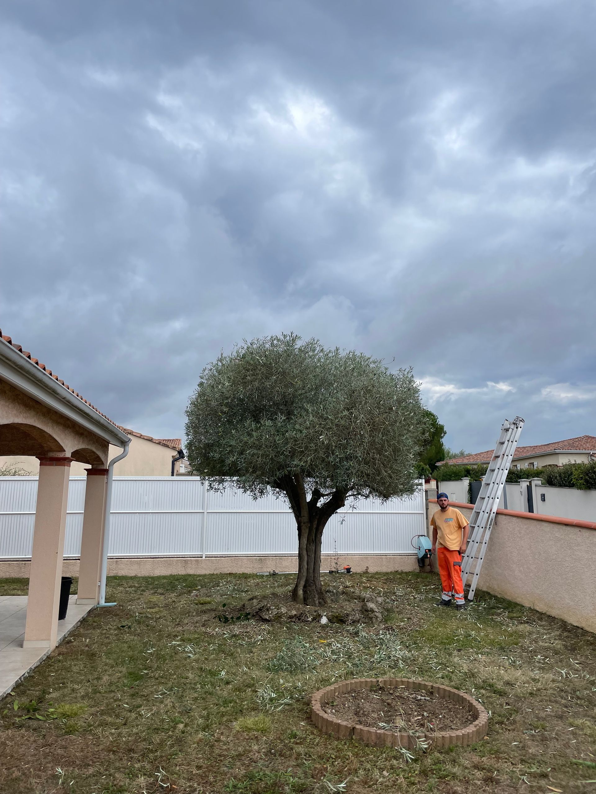 Olivier après l'élagage.