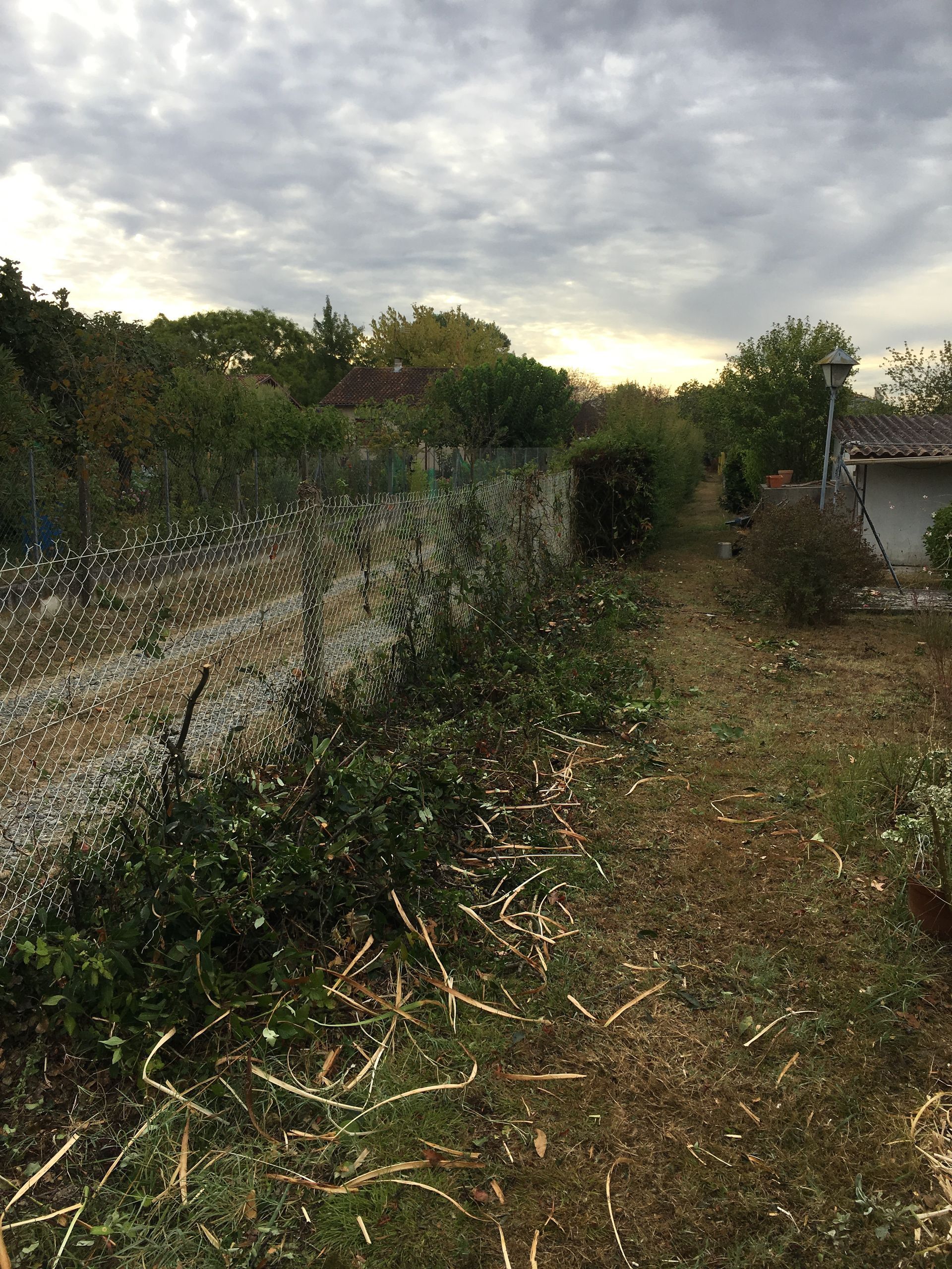 Haie après élagage.