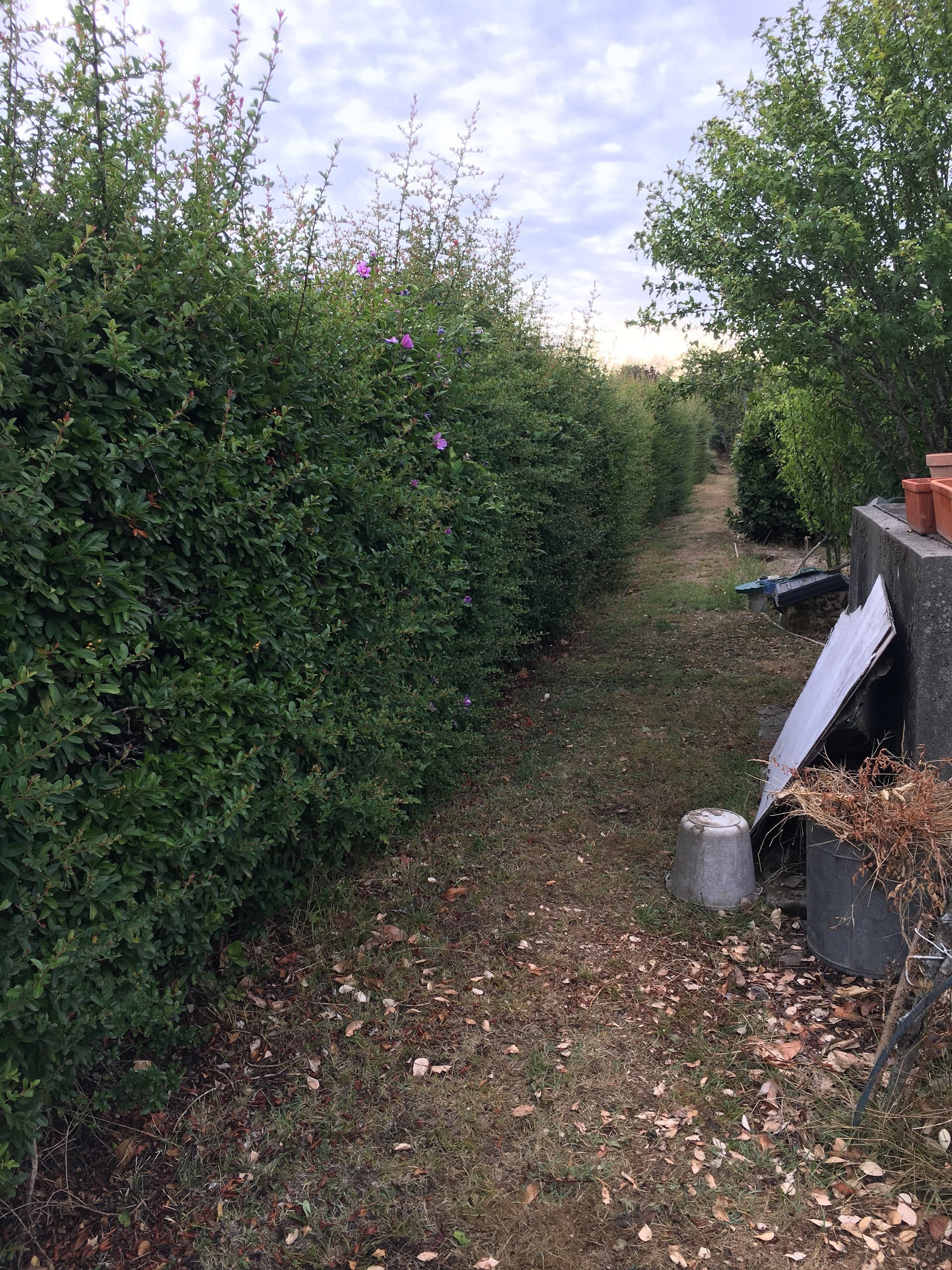 Haie avant élagage.