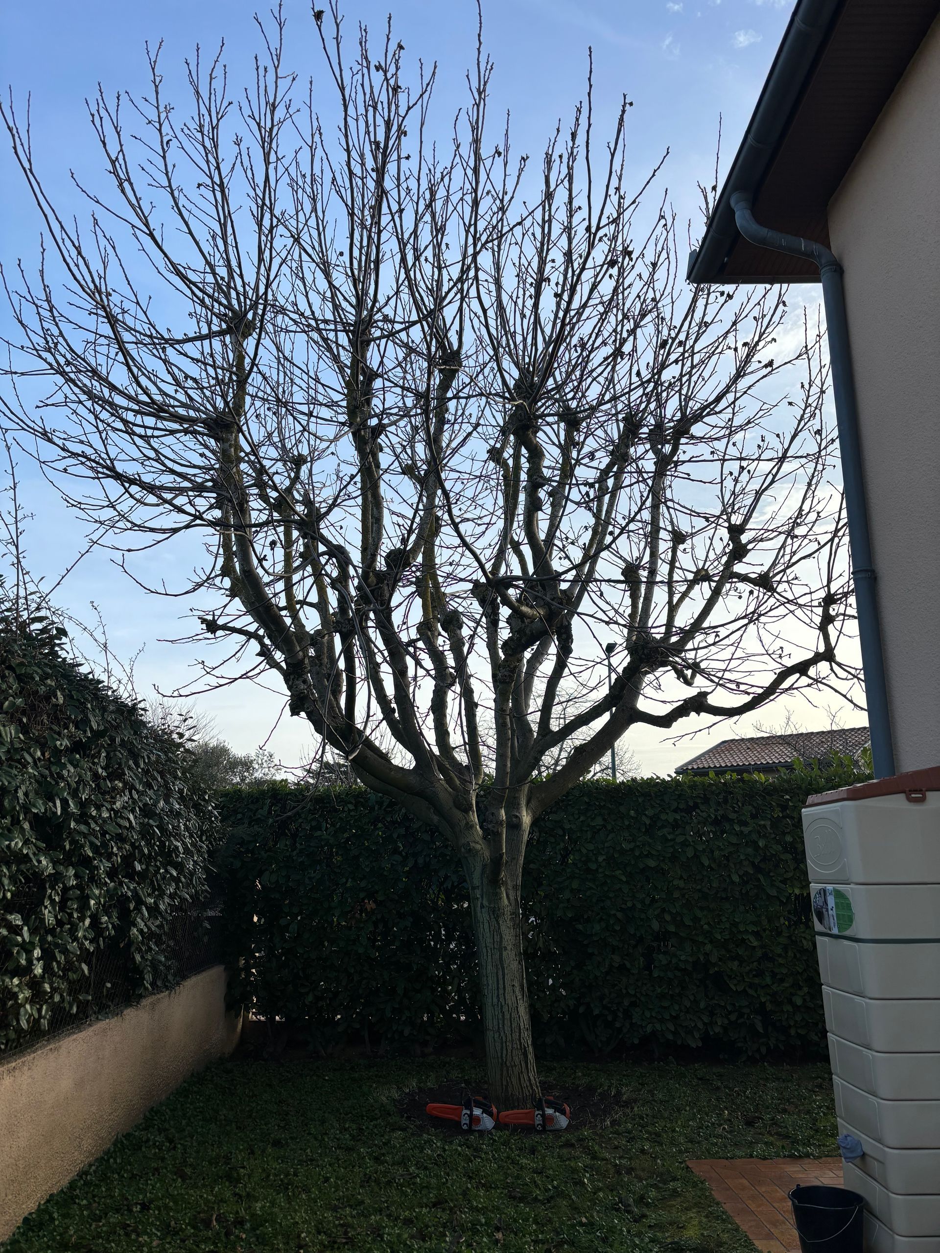 Arbre proche d'une maison avant l'élagage.
