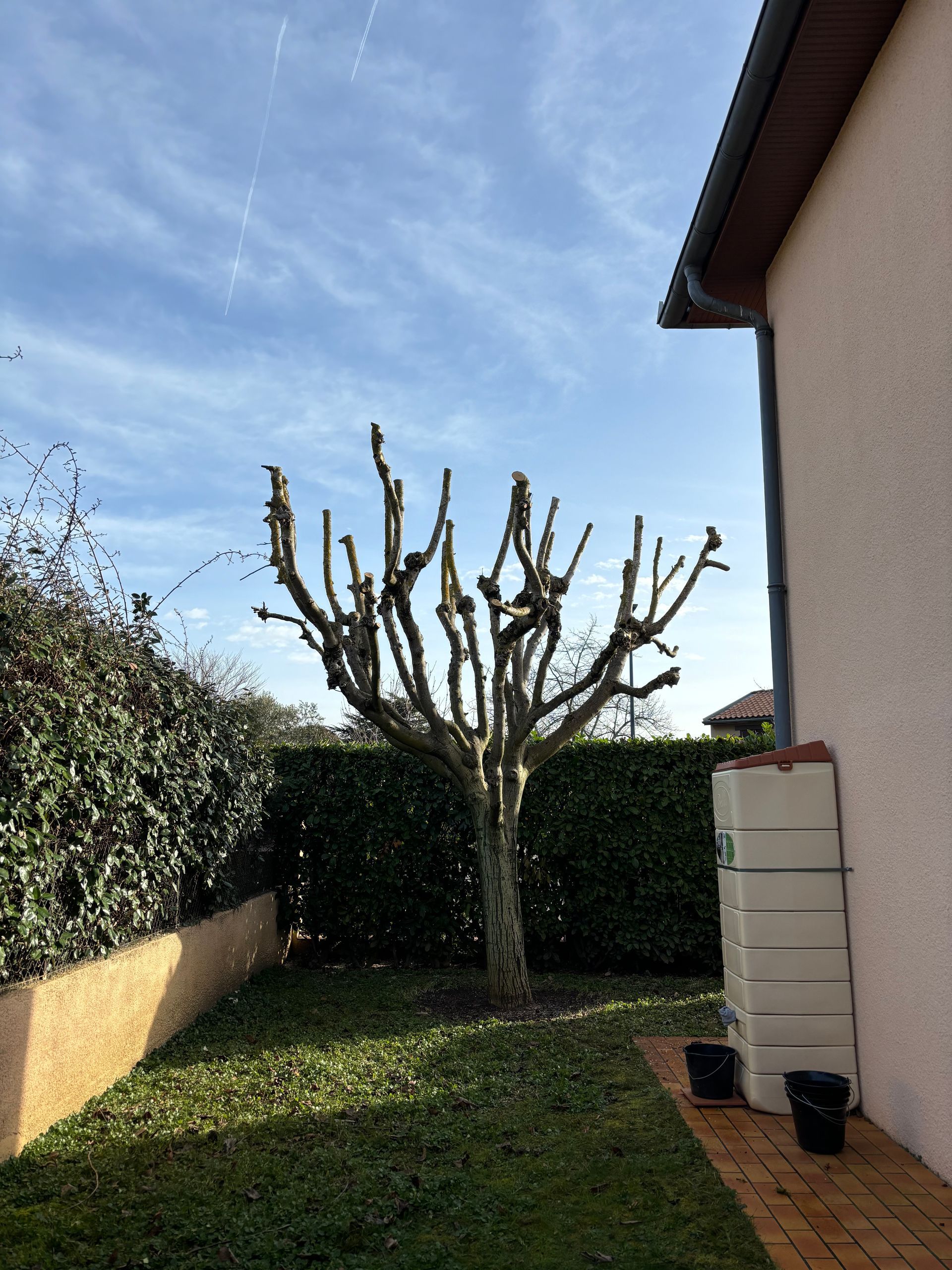 Arbre proche d'une maison après l'élagage.