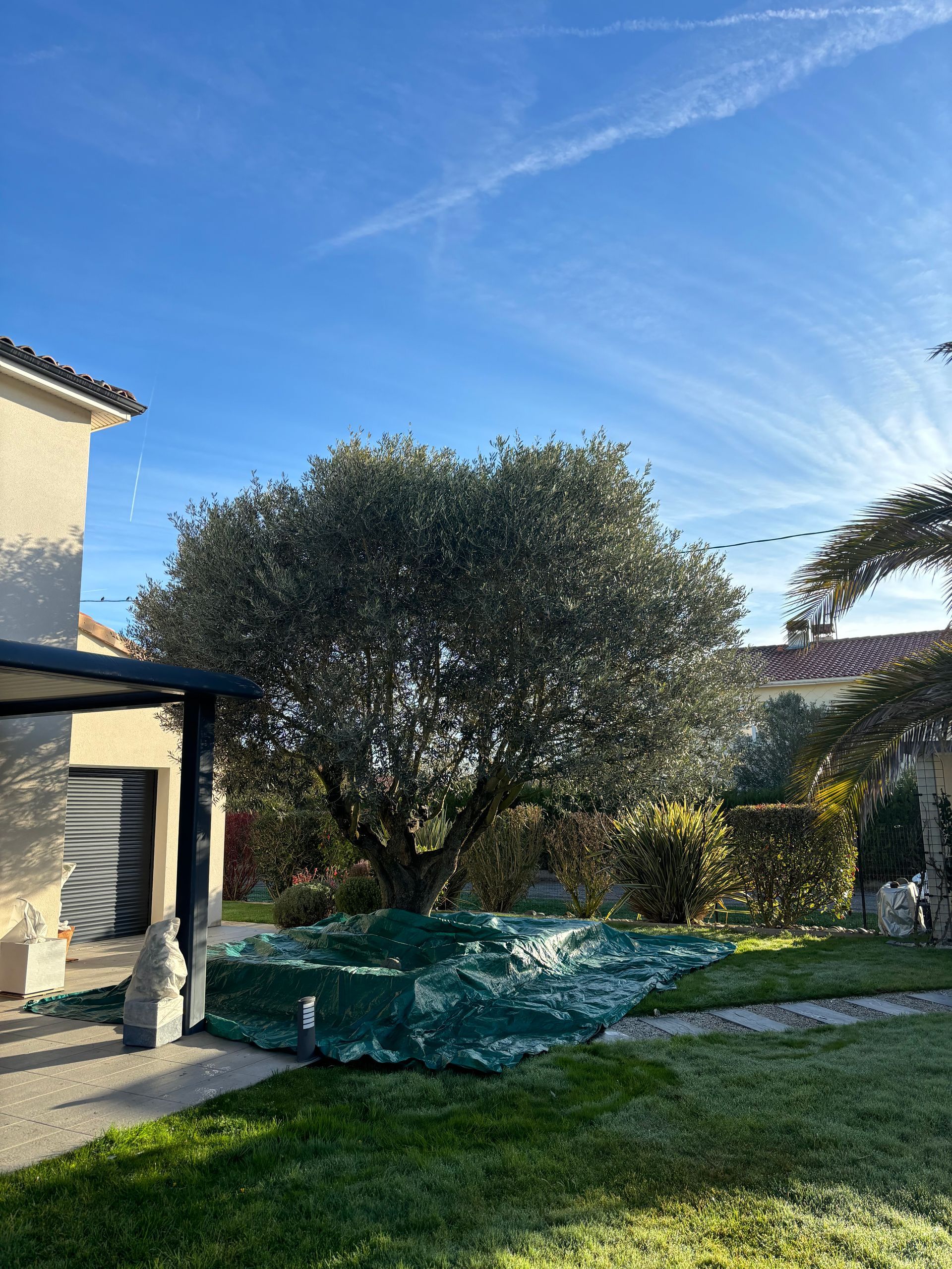 Olivier proche d'une maison avant l'élagage.