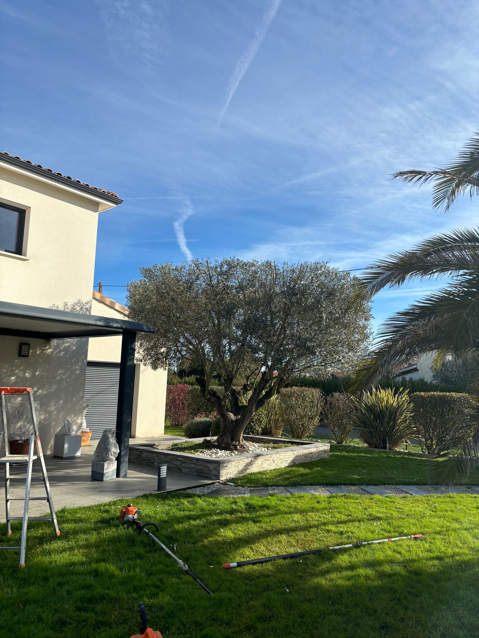 Olivier proche d'une maison après l'élagage.