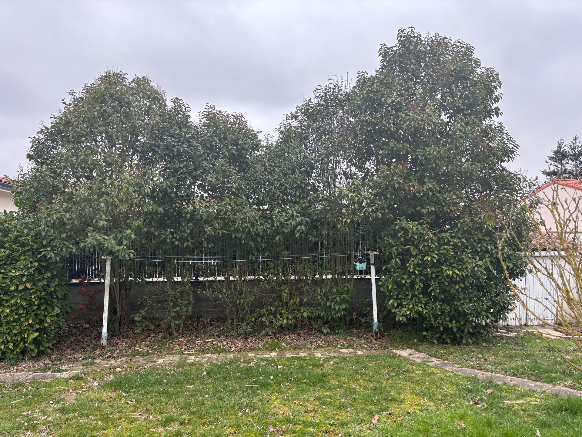 Jardin avant débroussaillage.