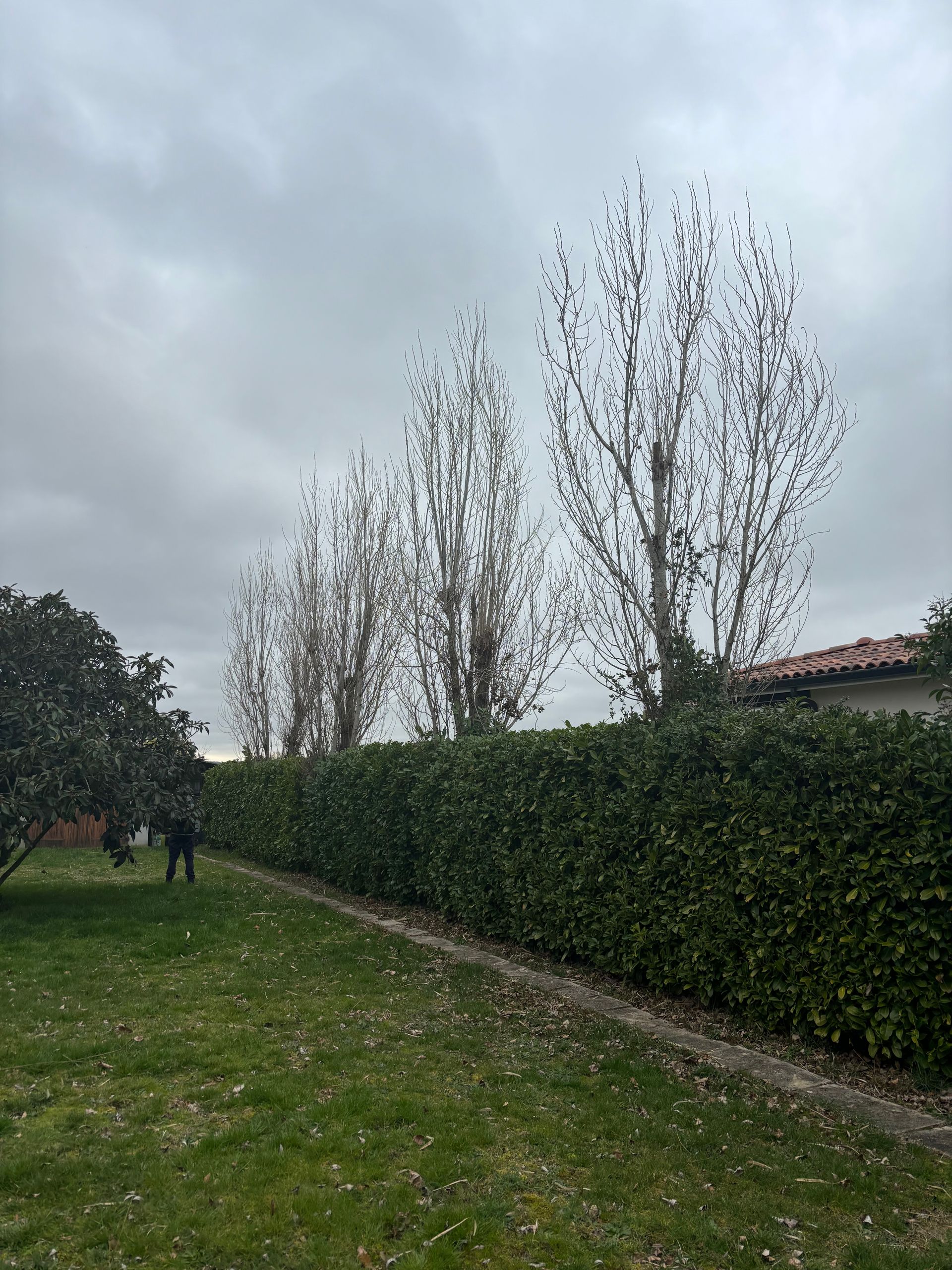 Haie après entretien.