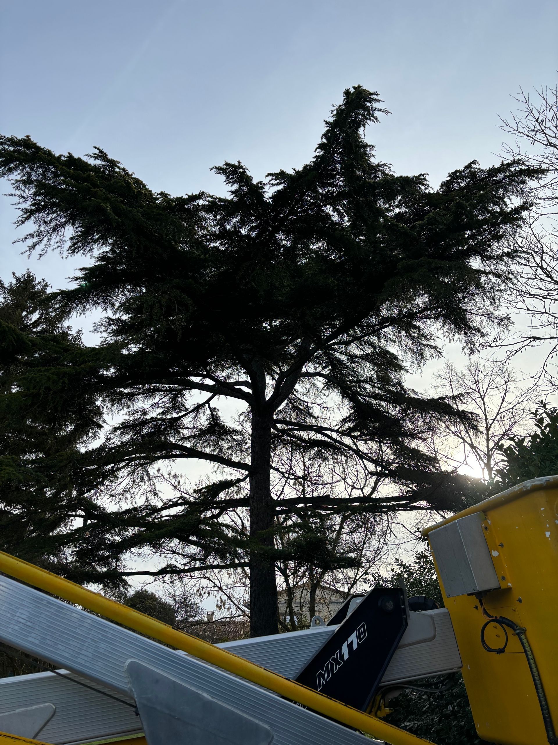 Suppression de plusieurs branches sur un sapin.