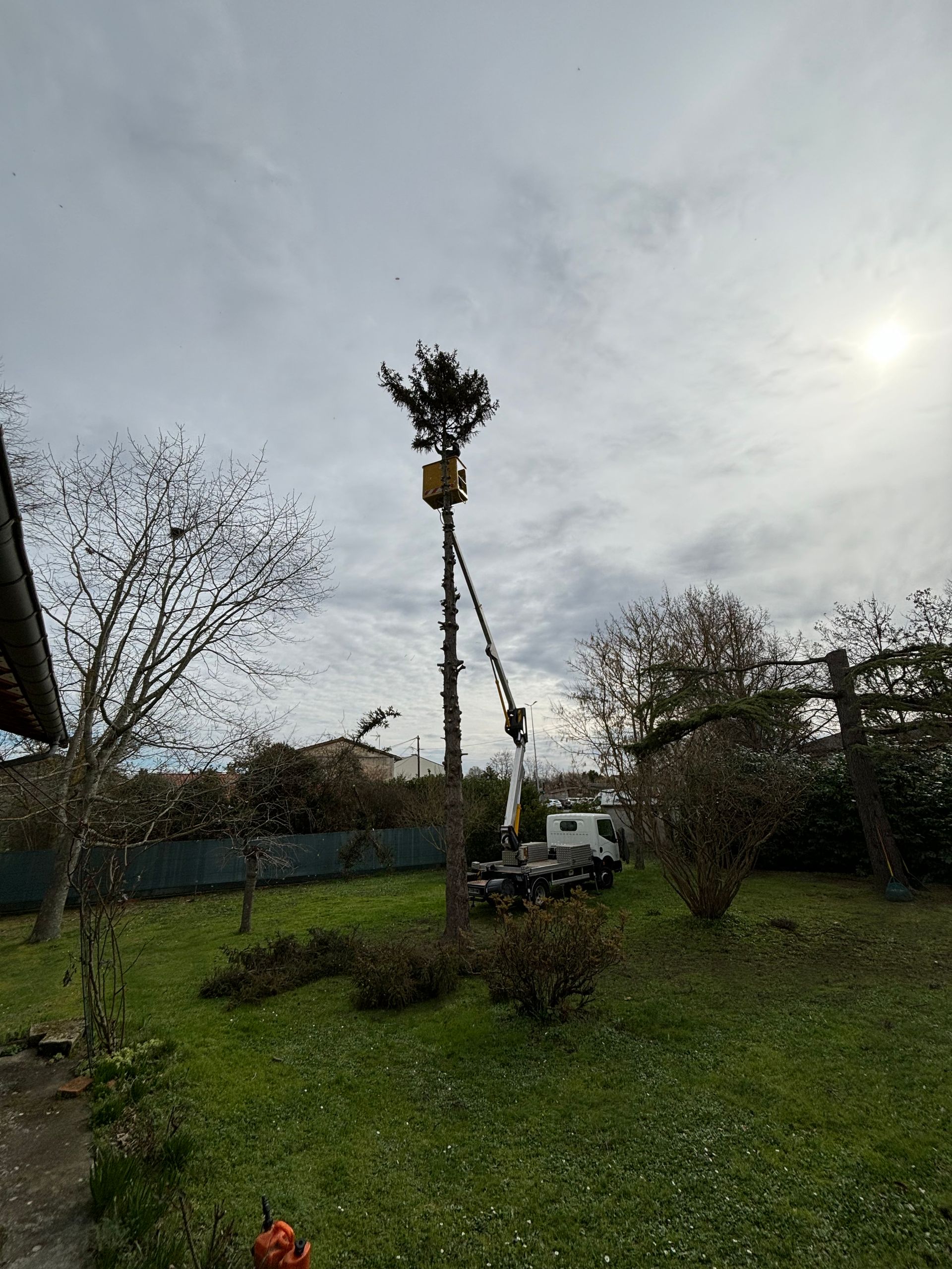 Taille de la cime de l'arbre.