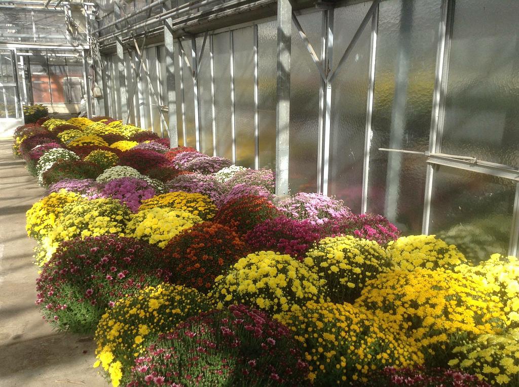 Parterre de fleurs en serre