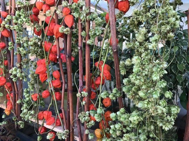 Plants de légumes sur des piquets