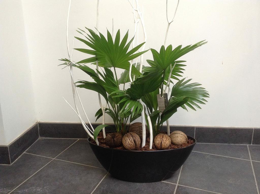 Compositions avec des feuilles de palmier