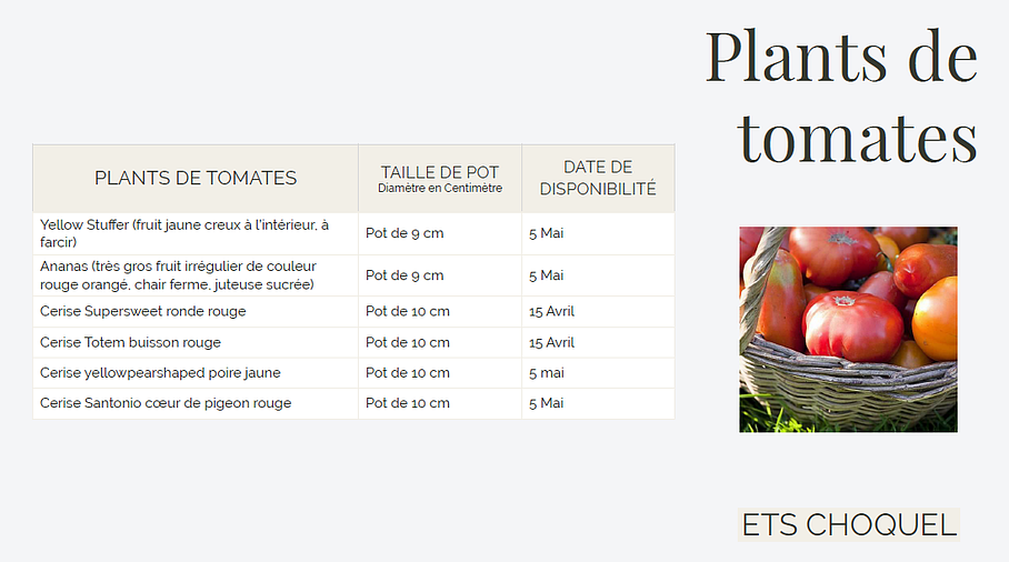 Plants de tomates de 