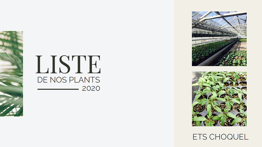 Liste de nos plants : ETS CHOQUEL