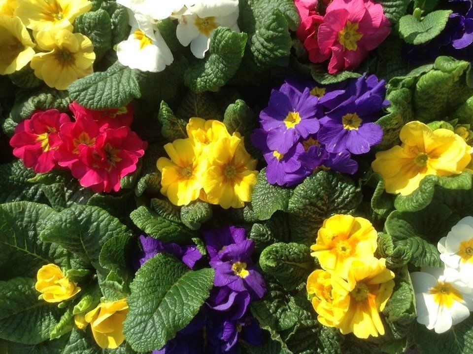 Primevères de plusieurs coloris