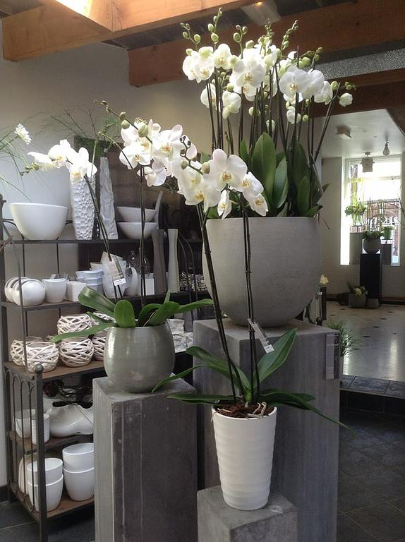 Plusieurs choix de vases