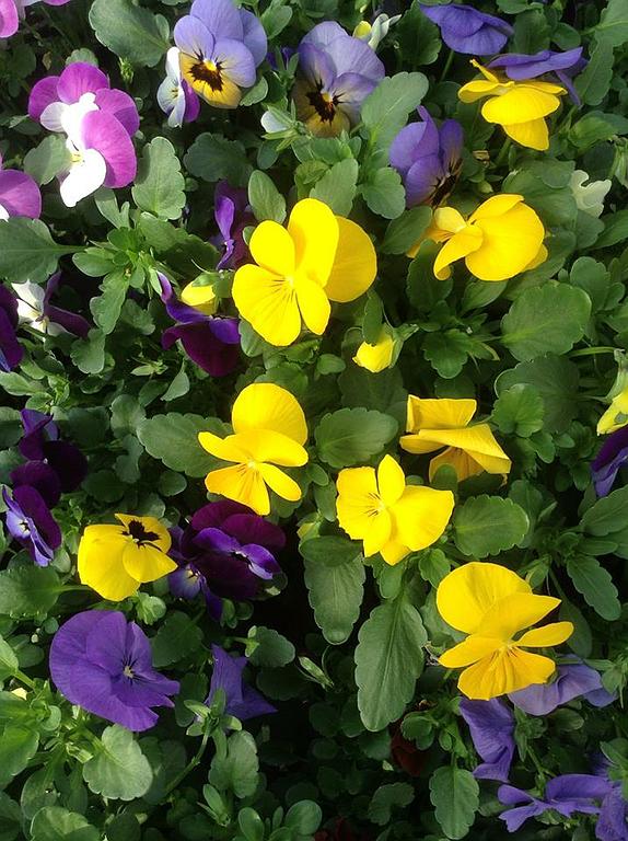 Pensées jaunes et violettes