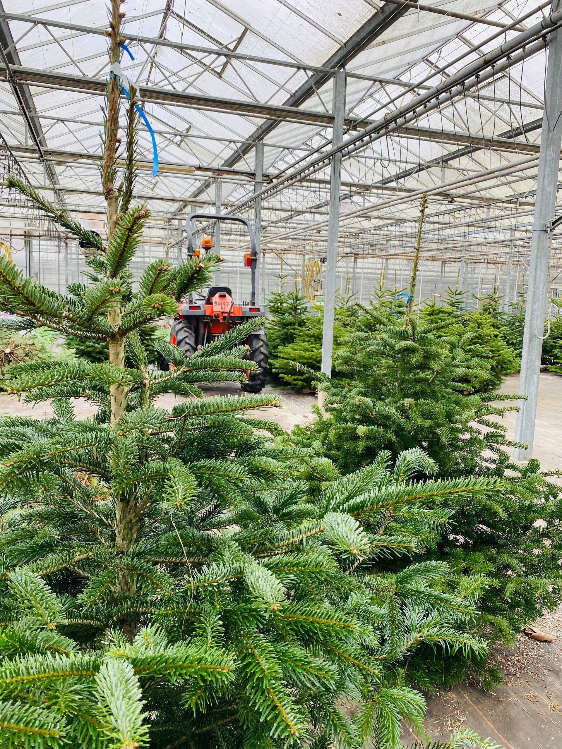 Sapin dans une  pépinière