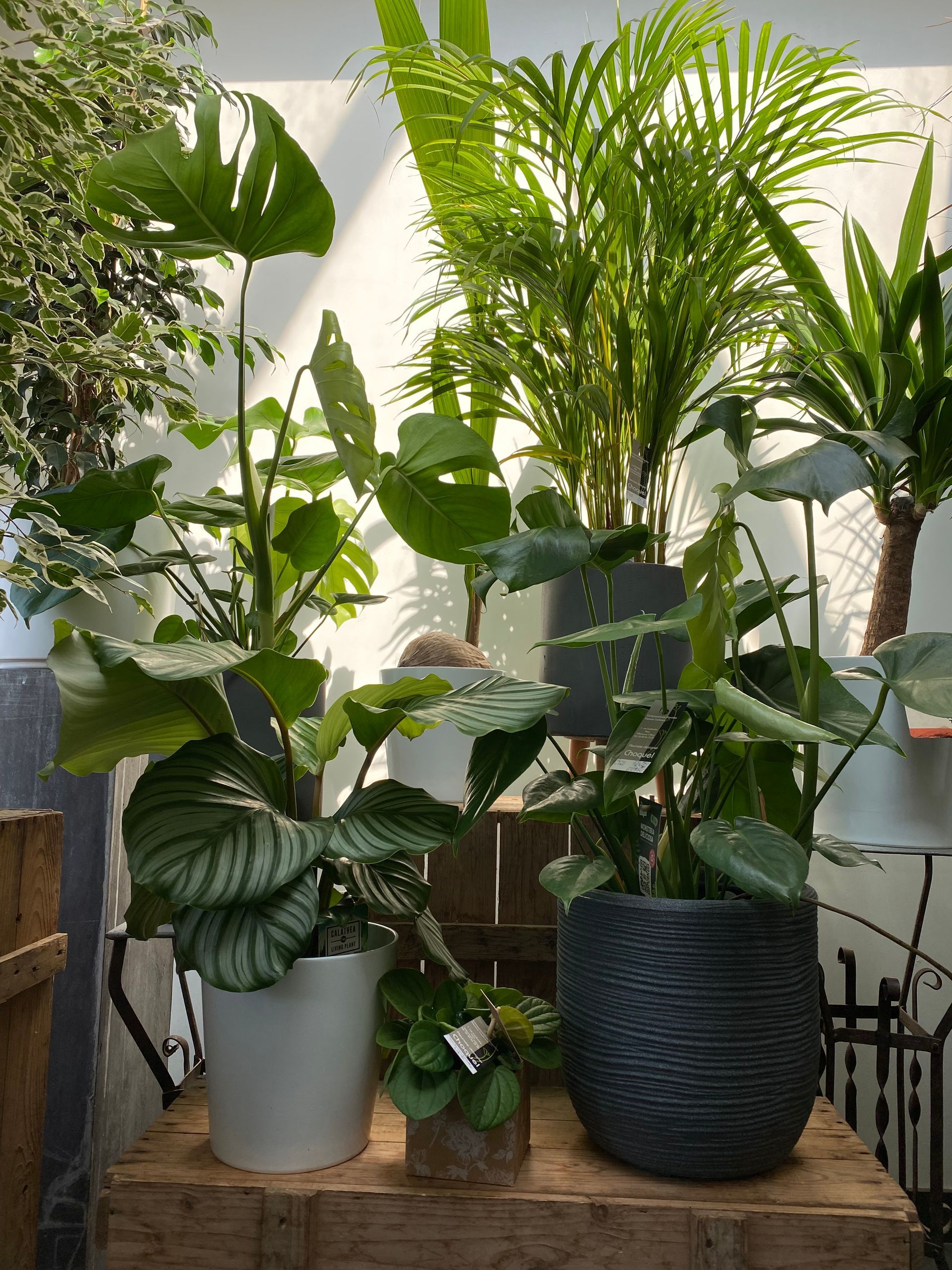 Pots gris avec des plantes